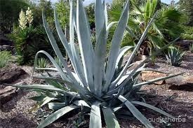 Agave americana fullplant7.jpeg